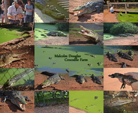 The Malcolm Douglas Crocodile Park - Accommodation Port Macquarie 0
