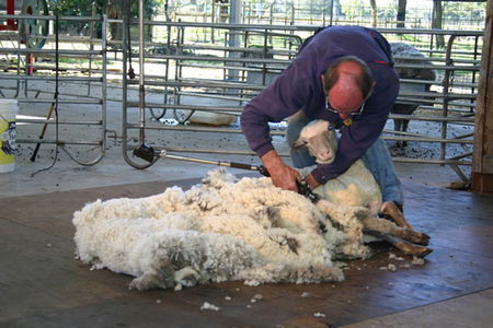 Caversham Wildlife Park - Accommodation Port Macquarie 3