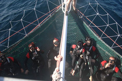 Dolphin Swim Australia - Accommodation Port Macquarie 4