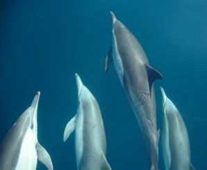 Dolphin Swim Australia - Accommodation Port Macquarie 6