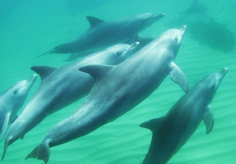 Rockingham Wild Encounters - Accommodation Port Macquarie 4