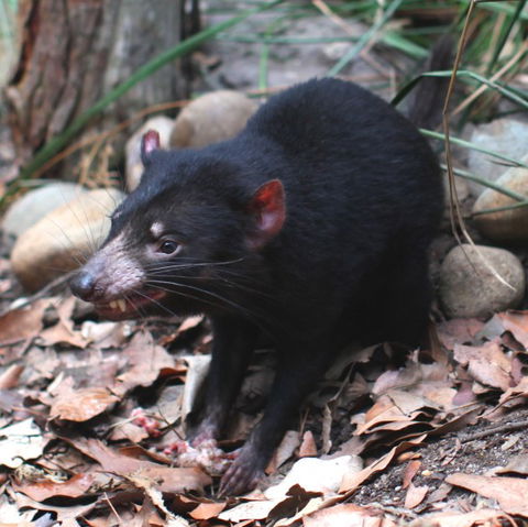 WILD LIFE Sydney Zoo - Accommodation Port Macquarie 5