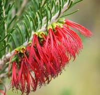 Ethel Daw Scenic Drive - Accommodation Port Macquarie