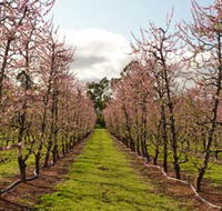 Raeburn Orchards - Accommodation Port Macquarie