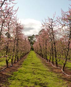 Raeburn Orchards - Accommodation Port Macquarie 0