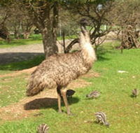 Minlaton Fauna Park