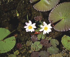 Parry Lagoons Nature Reserve - Accommodation Port Macquarie 0