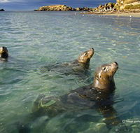 Shoalwater Islands Marine Park - Accommodation Port Macquarie