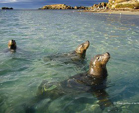 Shoalwater Islands Marine Park - Accommodation Port Macquarie 0