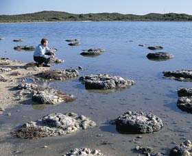 Lake Thetis Stromatolites - Accommodation Port Macquarie 0