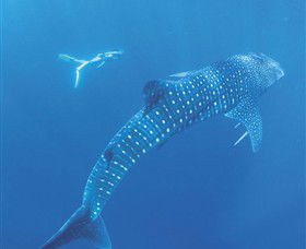 Ningaloo Marine Park - Accommodation Port Macquarie 0