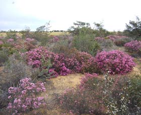 Reynoldson's Flora Reserve - Accommodation Port Macquarie 0