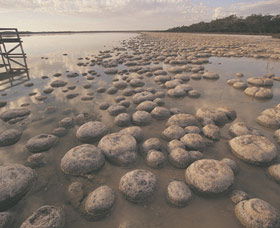 Yalgorup National Park - Accommodation Port Macquarie 0