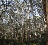 Boranup Karri Forest - Accommodation Port Macquarie