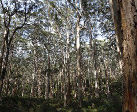 Boranup Karri Forest - Accommodation Port Macquarie 0