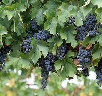 Capel Vale Wines - Accommodation Port Macquarie