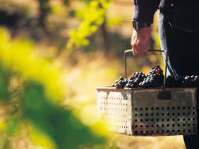 Burge Family Winemakers - Accommodation Port Macquarie 0