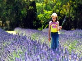 Brayfield Park Lavender Farm - Accommodation Port Macquarie 0