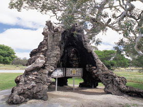 The Herbig Family Tree - Accommodation Port Macquarie 0