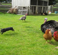 Echo Farm - Accommodation Port Macquarie