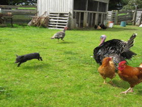 Echo Farm - Accommodation Port Macquarie 0