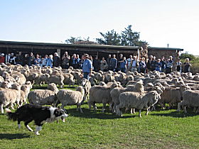 Curringa Farm - Accommodation And Farm Tours - Accommodation Port Macquarie 0