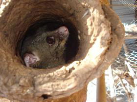 Mulga Sanctuary And Wildlife Park - Accommodation Port Macquarie 0