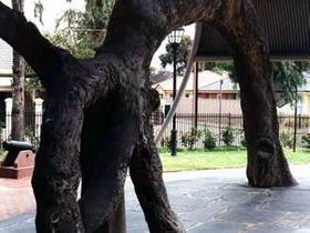 Old Gum Tree - Accommodation Port Macquarie 0