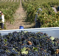 Rolf Binder Wines - Accommodation Port Macquarie