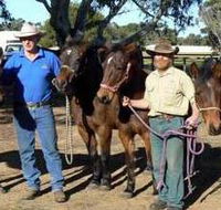 Coffin Bay Brumby Preservation Society Incorporated - Accommodation Port Macquarie