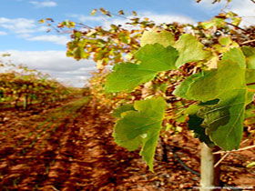 Mirabella Vineyards - Accommodation Port Macquarie 0