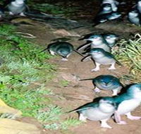Penneshaw Penguin Centre - Accommodation Port Macquarie