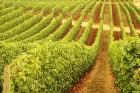 Schild Estate Wines - Accommodation Port Macquarie 0
