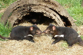 Wing's Wildlife Park - Accommodation Port Macquarie 0