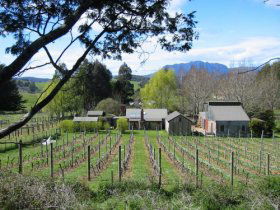 Wilmot Hills Vineyard - Accommodation Port Macquarie 0