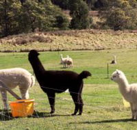 Maydena Country Cabins Accommodation  Alpaca Stud - Accommodation Port Macquarie