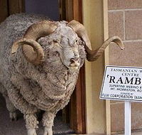 Tasmanian Wool Centre - Accommodation Port Macquarie