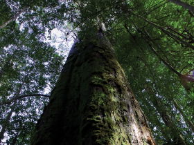 Styx Big Tree Reserve - Accommodation Port Macquarie 0