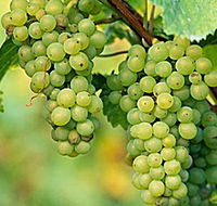 TP Vineyards - Accommodation Port Macquarie
