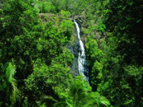 Kondalilla National Park - Accommodation Port Macquarie 0