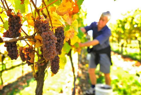 Native Point Wines - Accommodation Port Macquarie 0