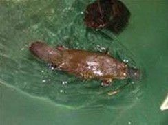 Platypus House - Accommodation Port Macquarie 0