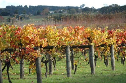 Apsley Gorge Vineyard - Accommodation Port Macquarie 0
