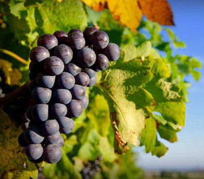 Panorama Vineyard - Accommodation Port Macquarie 0