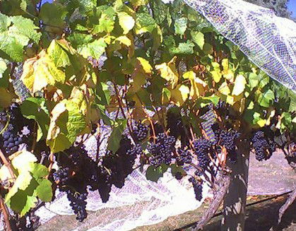 Palmara Vineyard - Accommodation Port Macquarie 0