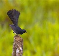 Holmes Jungle Nature Park - Accommodation Port Macquarie
