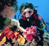 Cook Island Dive Site - Accommodation Port Macquarie