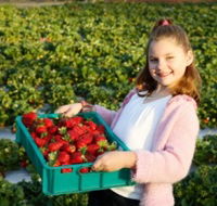 Strawberry Fields - Accommodation Port Macquarie