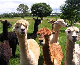 Banyandah Alpacas - Accommodation Port Macquarie 0