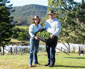 Hinterland Feijoas - Accommodation Port Macquarie 0